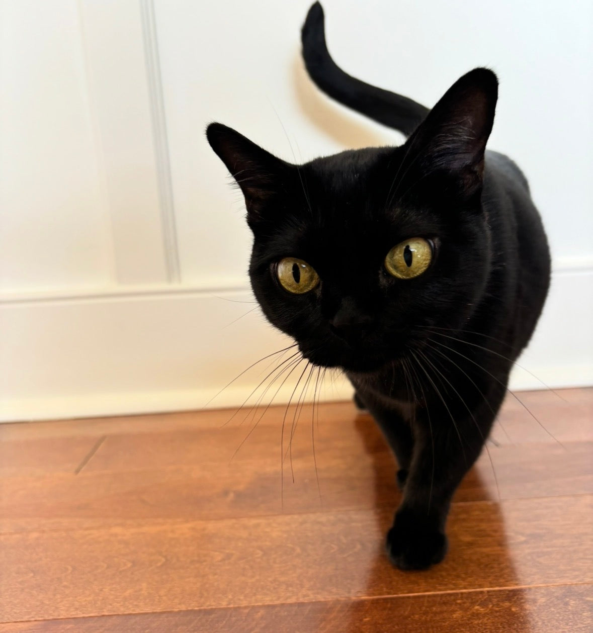 Chat Noir