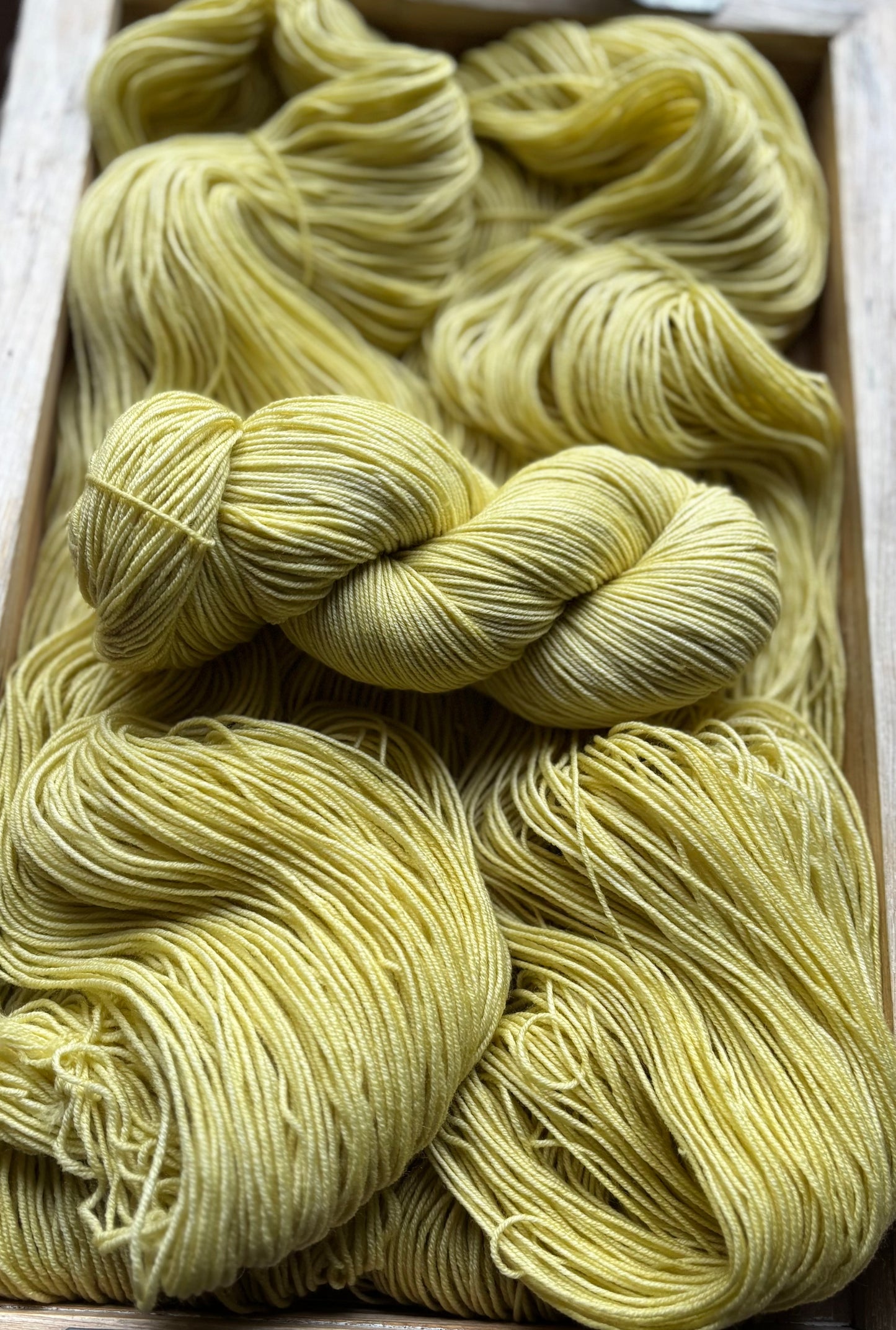 Chamomile Sprout