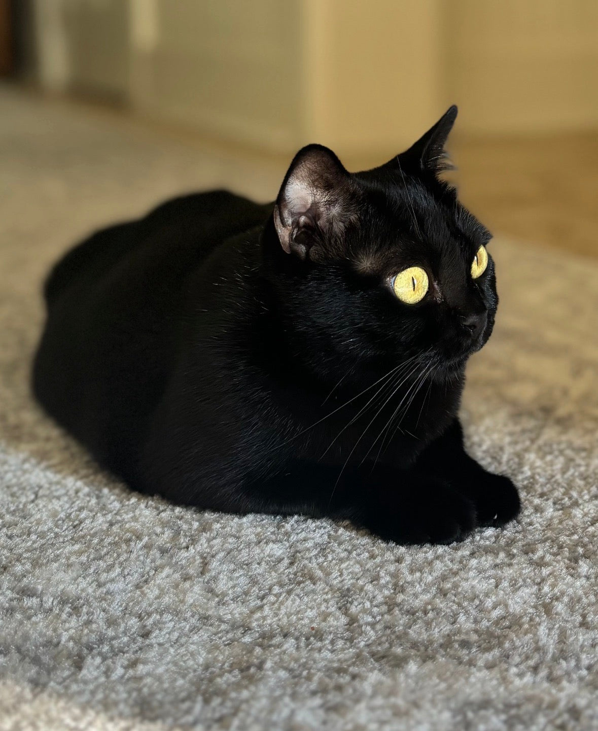 Chat Noir