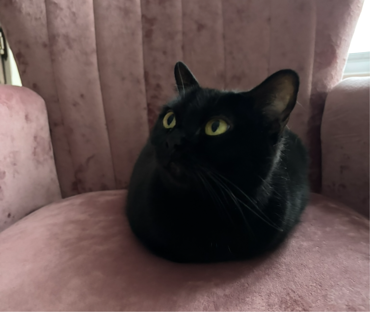 Chat Noir