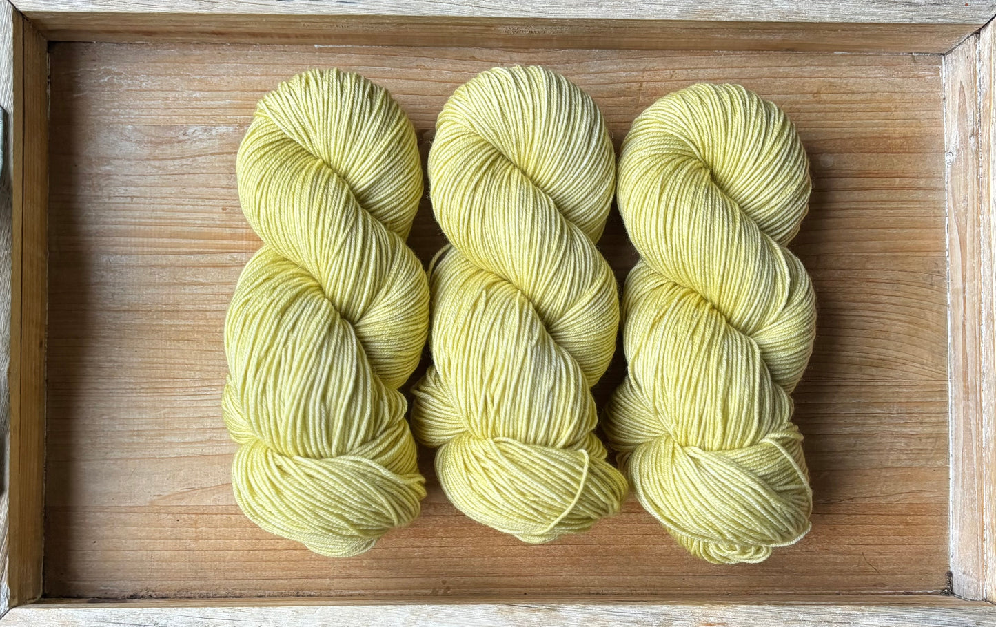 Chamomile Sprout